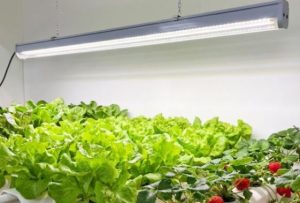 Topraksız Tarım Aydınlatma Ledi(Grow led)